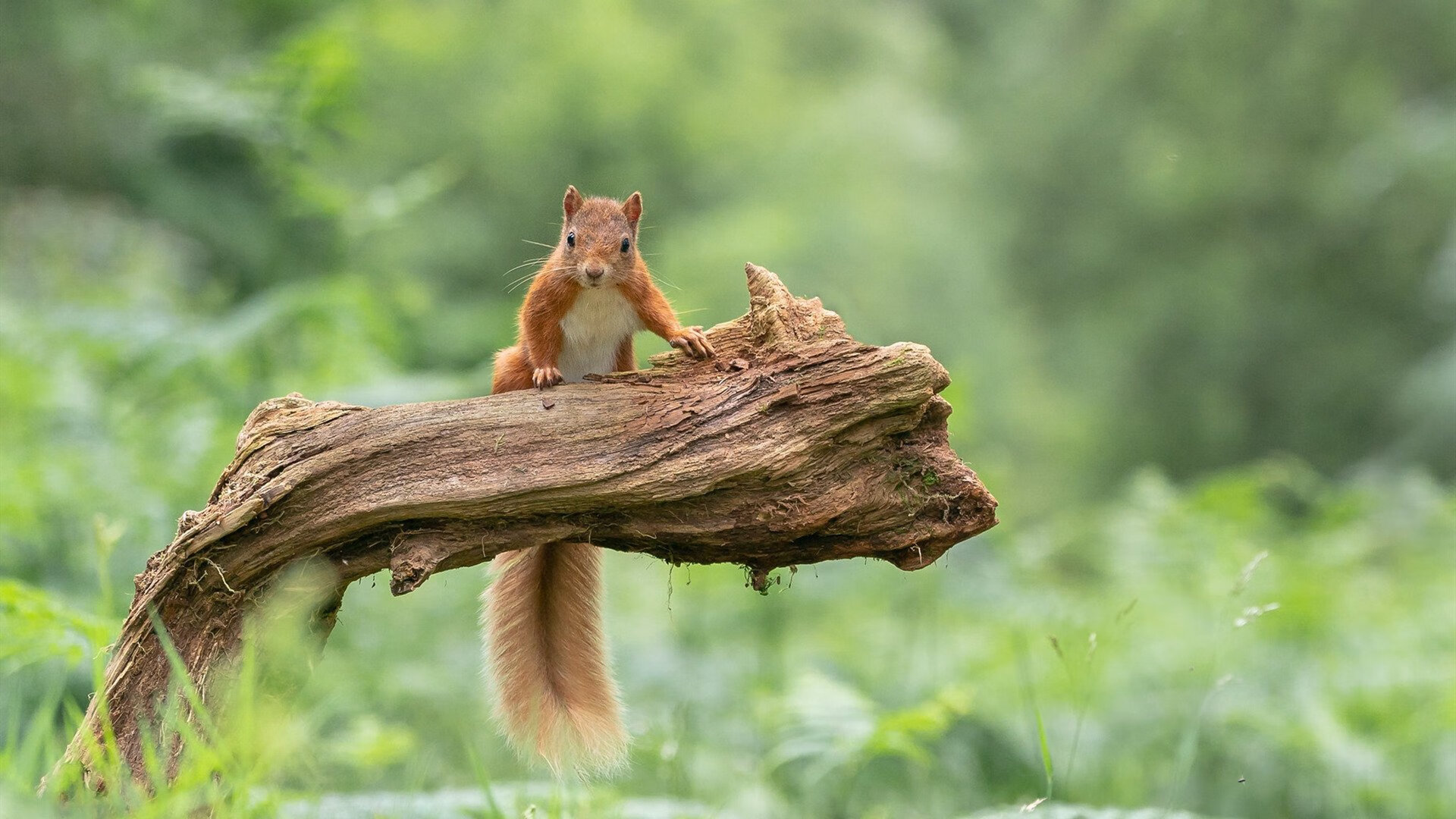 开云体育入口-戈贝尔霸气防守锁定胜局，广东队挑战火箭见证内线巨兽苏醒