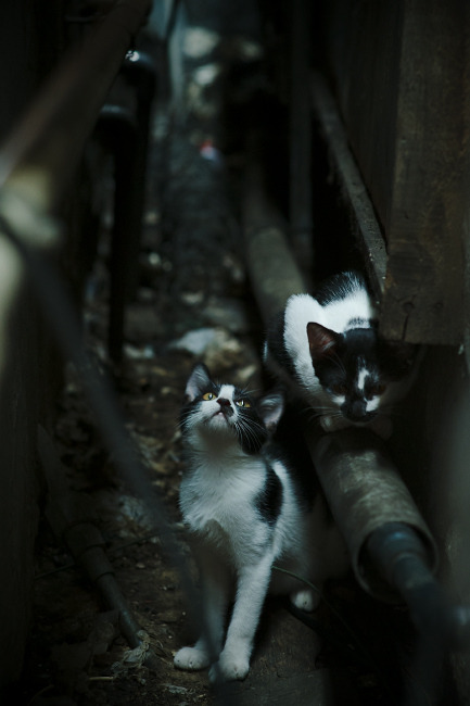 横扫魔术!上海男篮崛起夜,杰伦·格林一剑封喉诠释何为关键先生